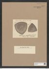Stictodiscus serpentinus Truan et Witt. (de-Toni-Nr.: Genus 205, Species 5252) Zeichnungen Sammlung Grunow Nr. 9042 (NHMW-BOT-W0378773)